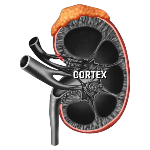 Illustration of the Cortex