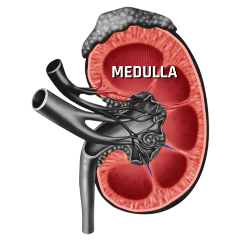 Illustration of the Medulla