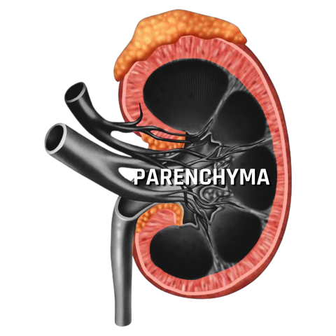 Illustration of the Parenchyma