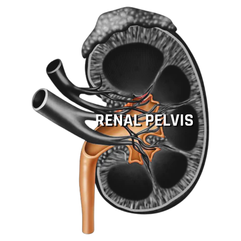 Illustration of the Renal Pelvis