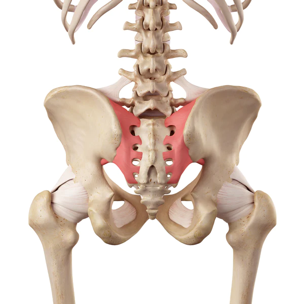 Illustration of the Sacroiliac Joint